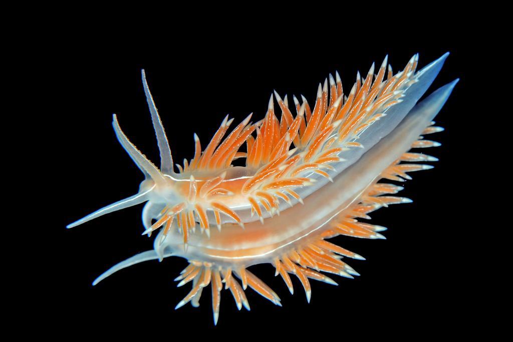 Dalsøyra Gulen Dive Resort מראה חיצוני תמונה