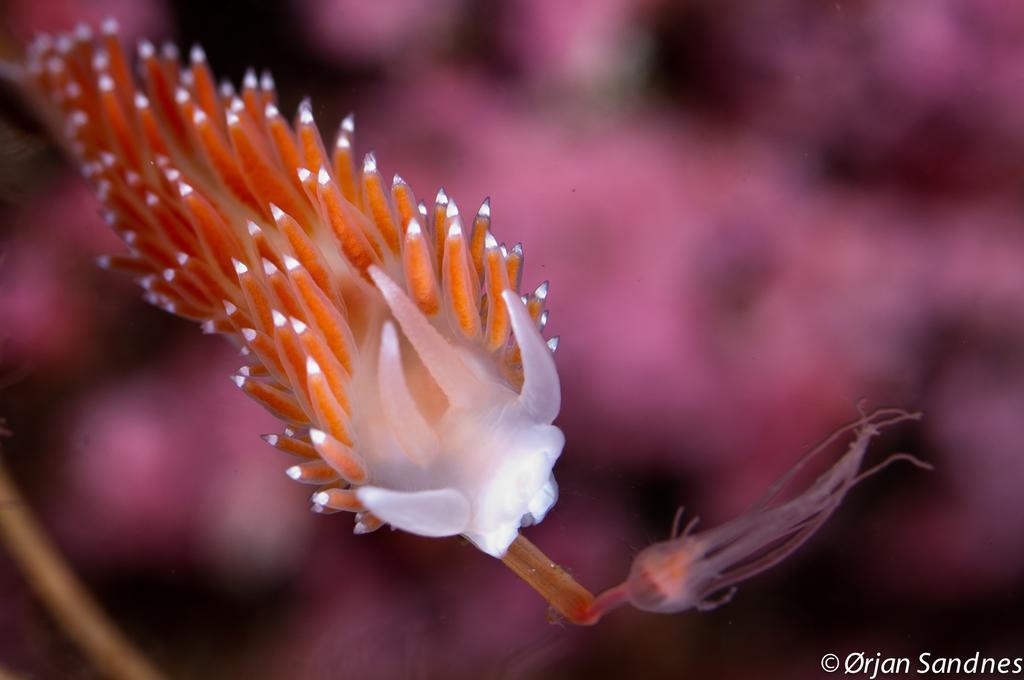 Dalsøyra Gulen Dive Resort מראה חיצוני תמונה