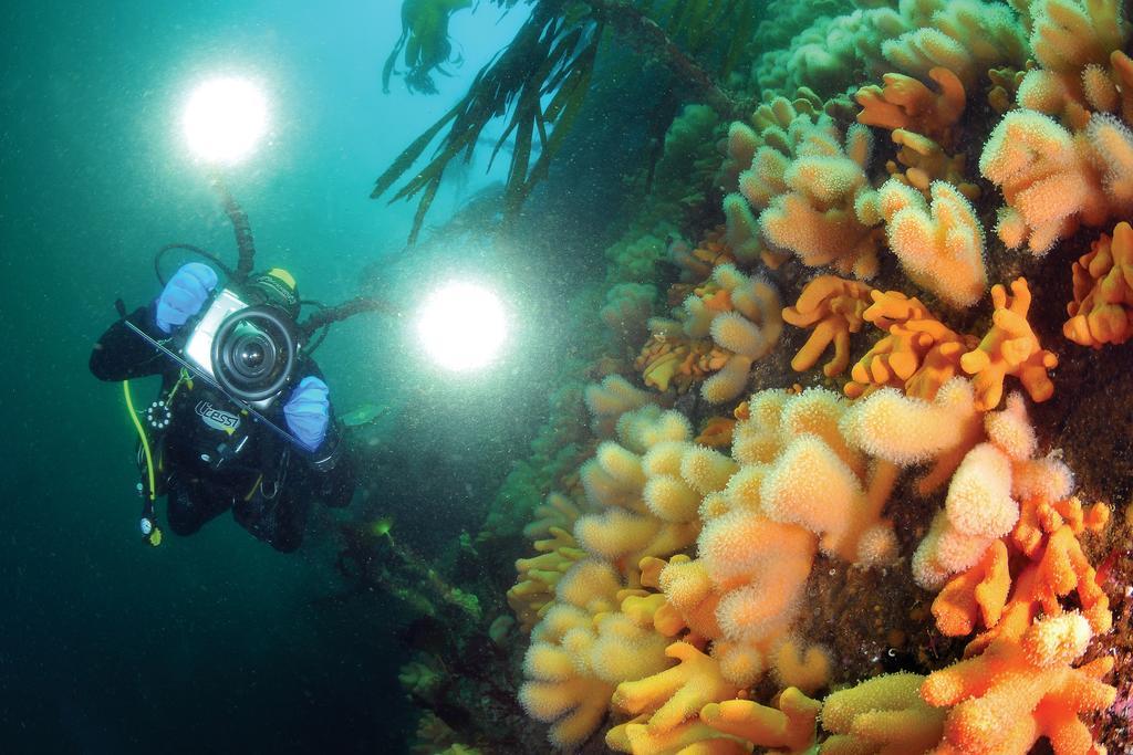 Dalsøyra Gulen Dive Resort מראה חיצוני תמונה